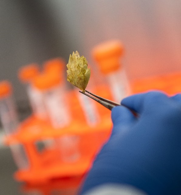 A hop flower being held in tweezers.