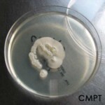 culture of candida krusei on saboureaud agar